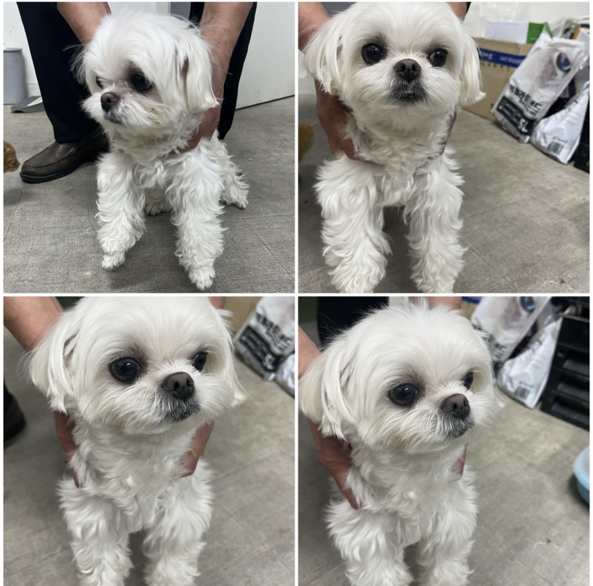 천안시유기동물보호소_444449202302354