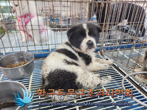 한국동물구조관리협회_441414202300935