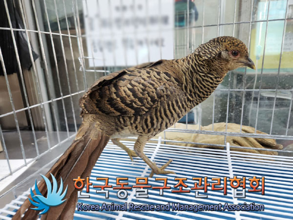 한국동물구조관리협회_441382202300952
