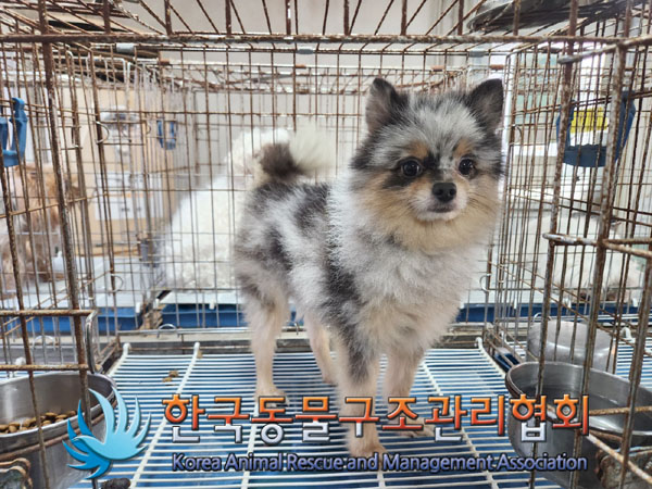 한국동물구조관리협회_441382202300953