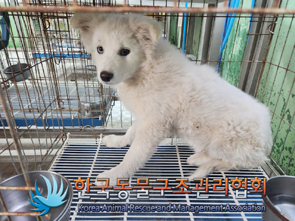 종료(안락사) 믹스…