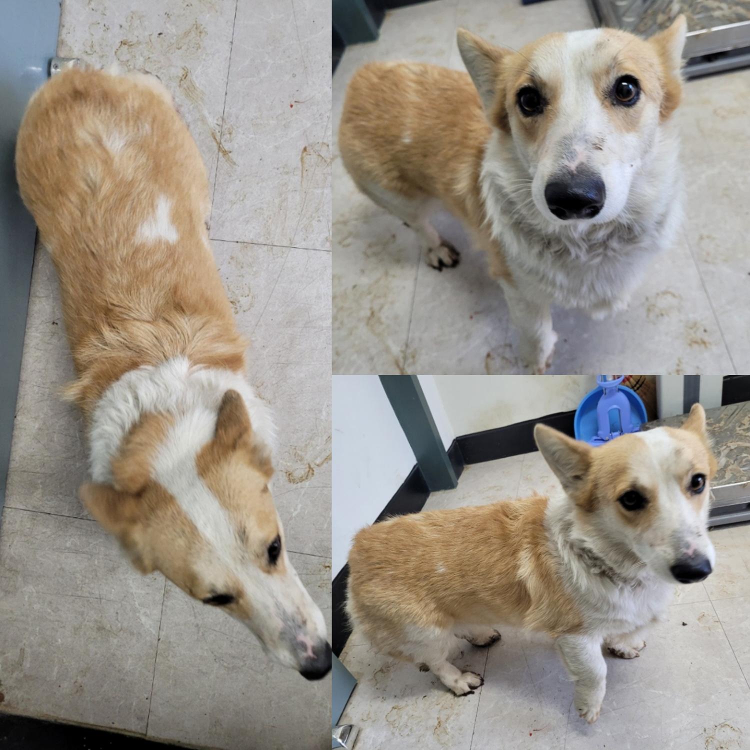 논산시 동물보호센터_444454202300988