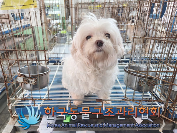 보호중 말티즈의 가…