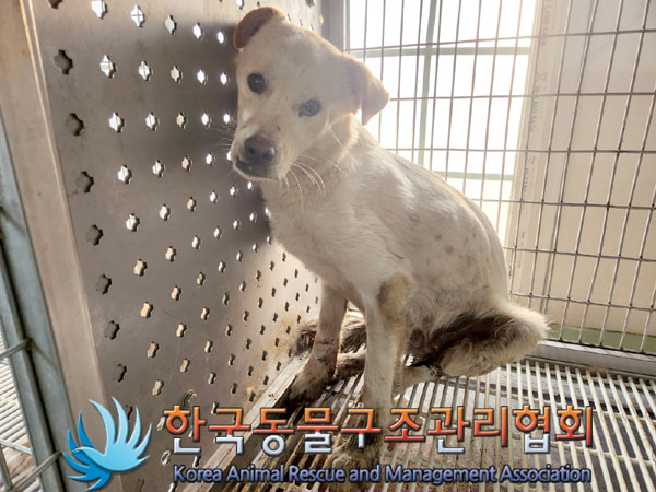 한국동물구조관리협회_441414202300940