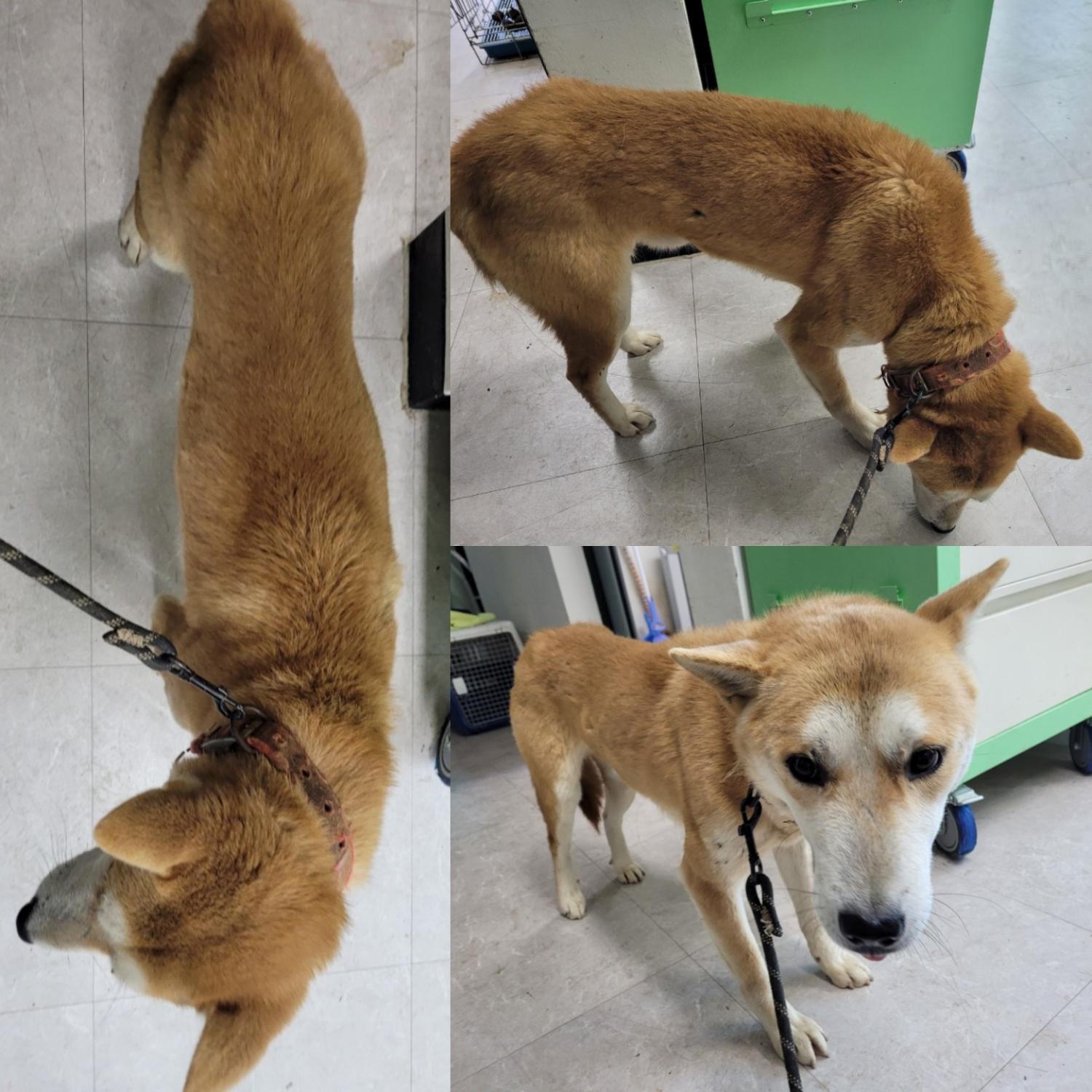 논산시 동물보호센터_444454202300987
