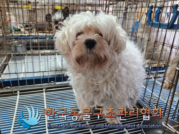 종료(안락사) 말티…