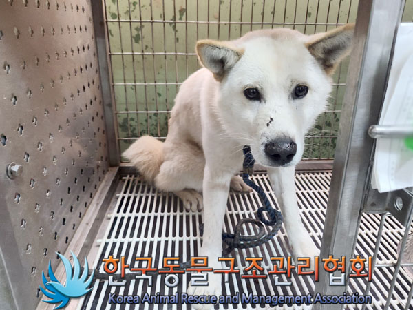 한국동물구조관리협회_441559202301240