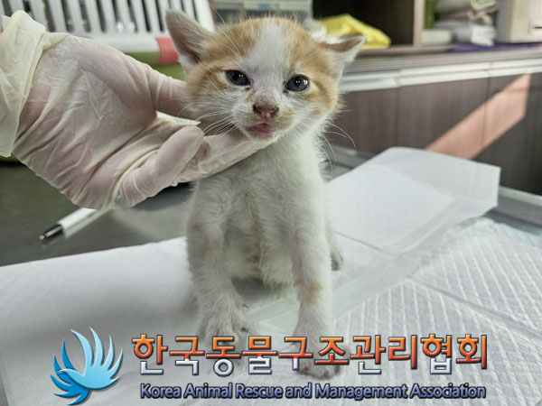 한국동물구조관리협회_441409202301941