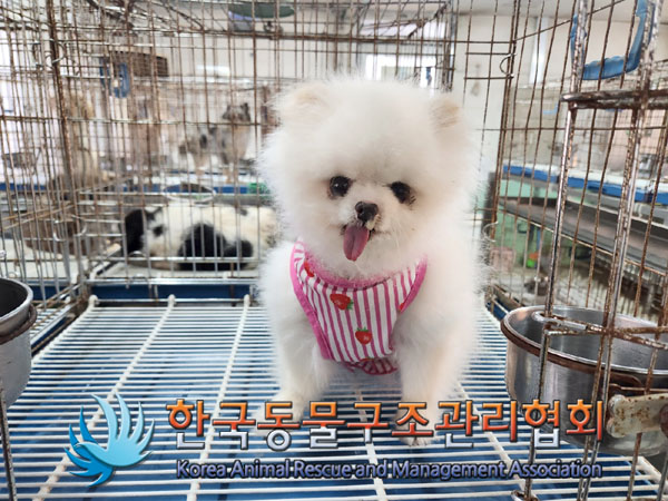 한국동물구조관리협회_411315202300747