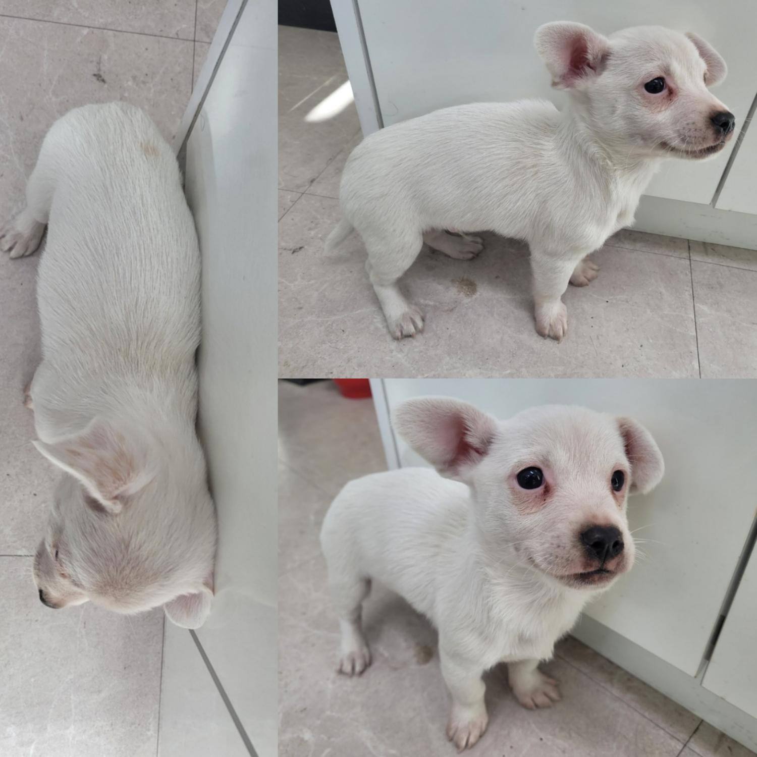 논산시 동물보호센터_444454202300990