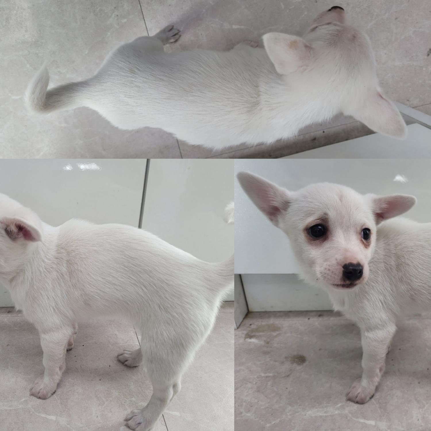 논산시 동물보호센터_444454202300991