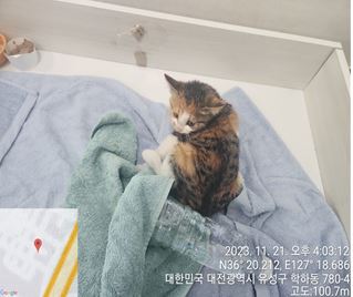 대전동물보호센터_430367202300706