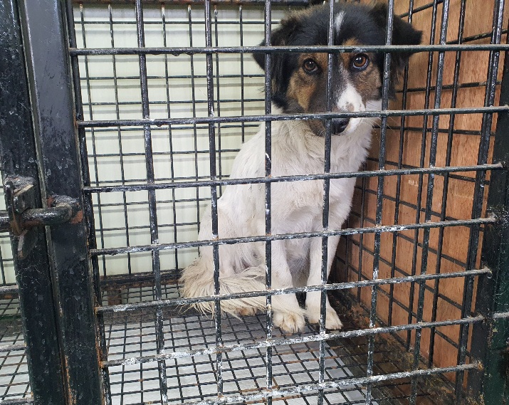 공주시 동물보호소_444450202300846