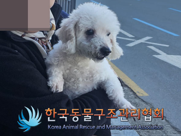 종료(반환) 푸들의…