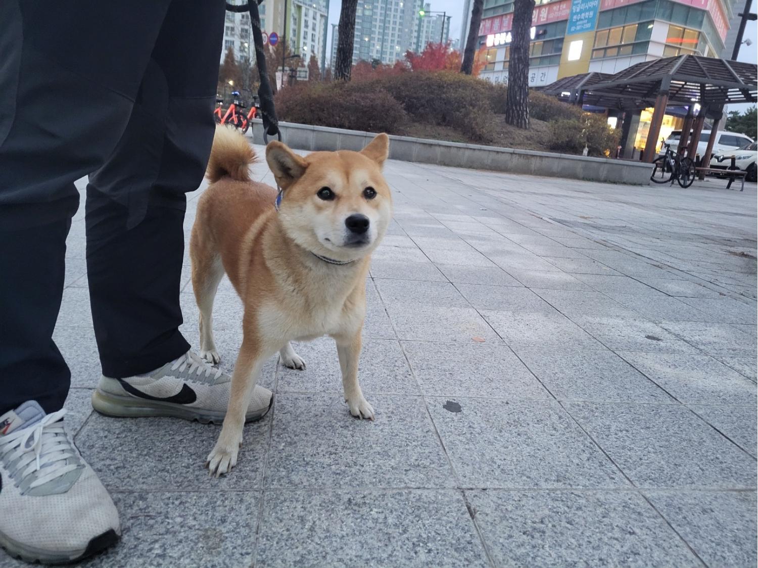 고양시동물보호센터_441394202302569