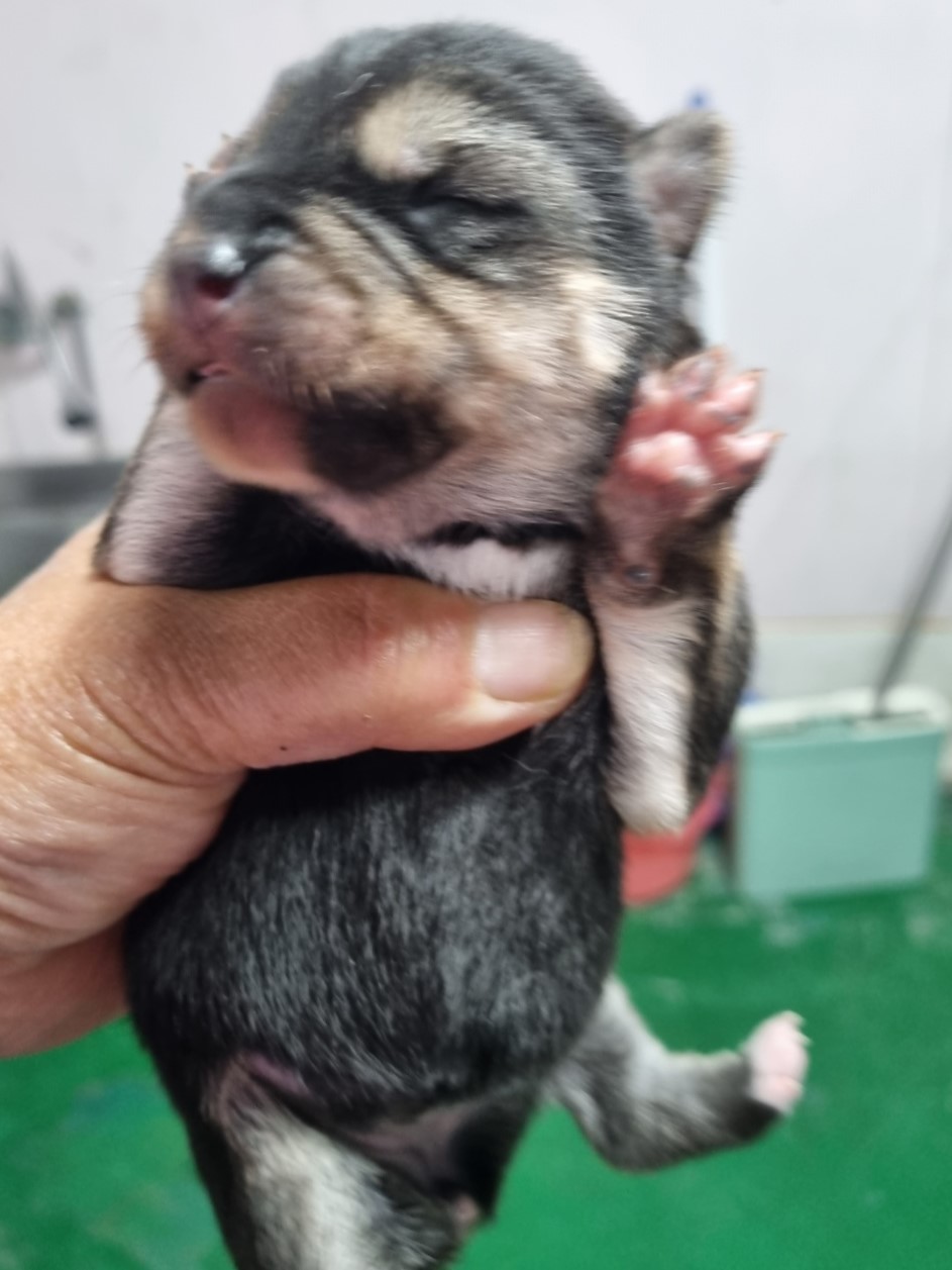 밀양시동물보호센터_448536202302491