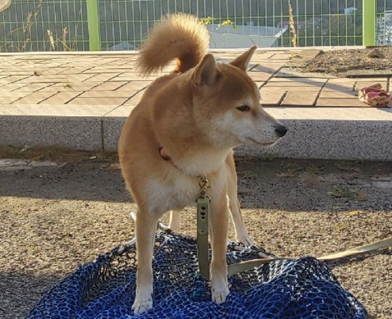 마산유기동물보호소_448528202301459