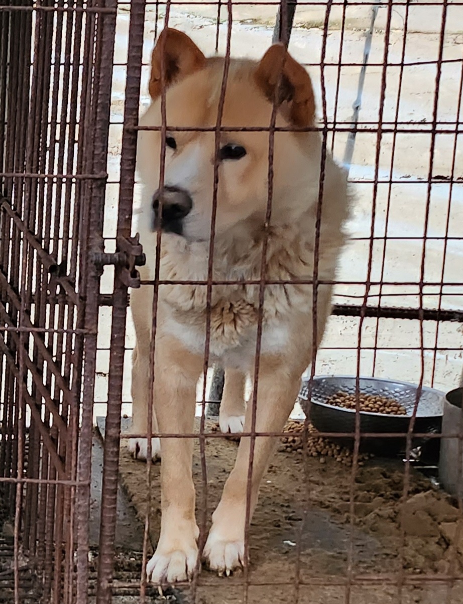 고성군임시보호소_442434202300458