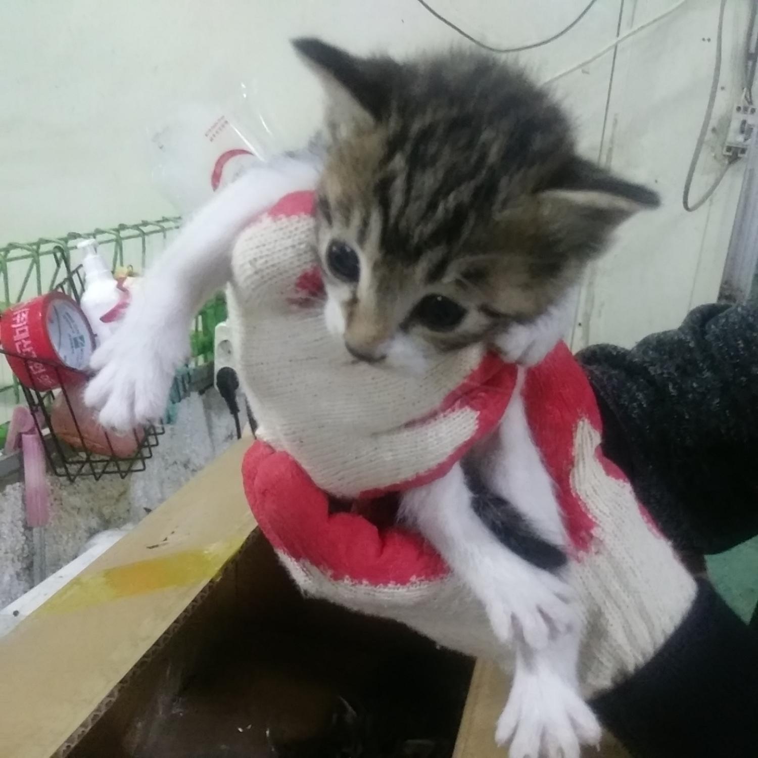 인천광역시수의사회_428352202300539