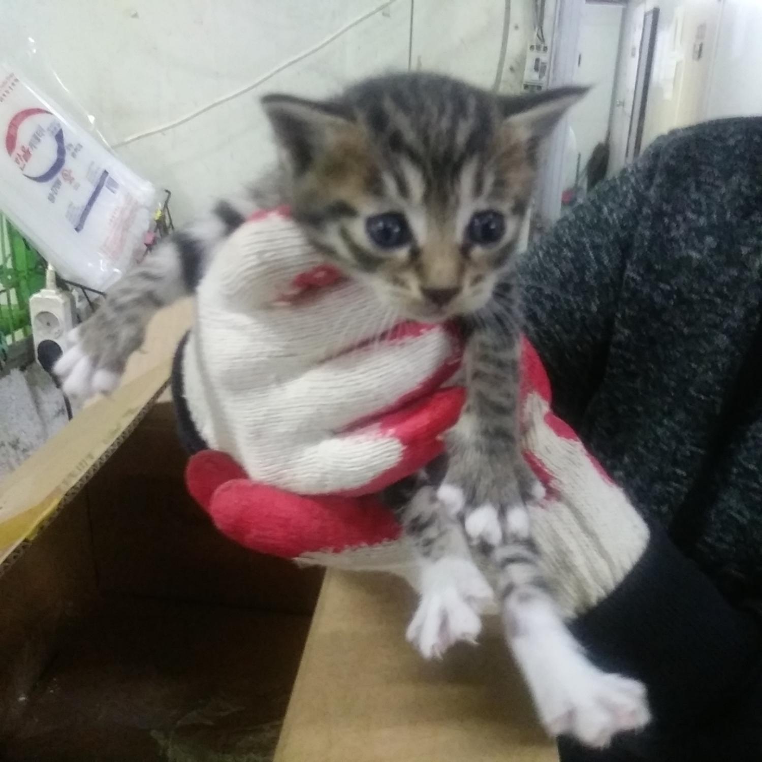 인천광역시수의사회_428352202300538
