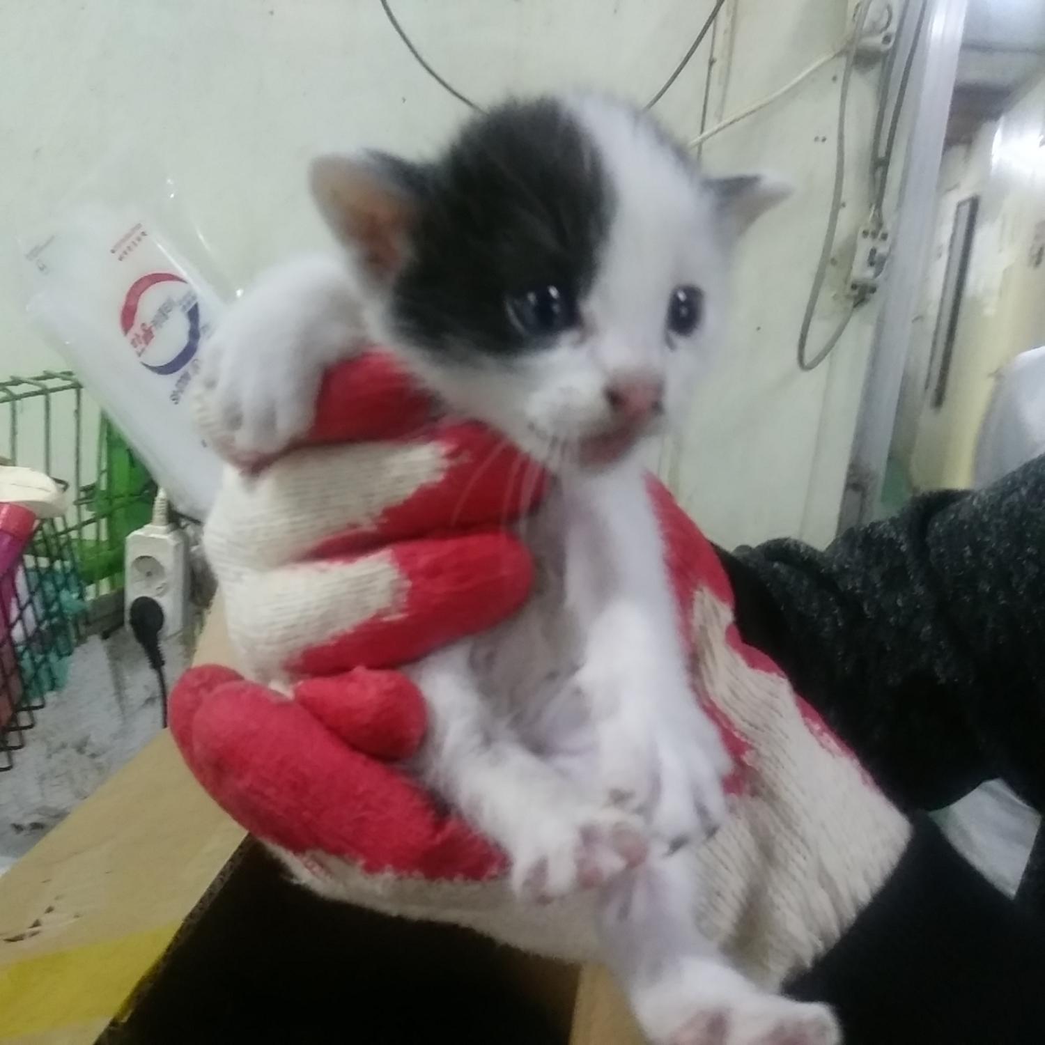 인천광역시수의사회_428352202300540