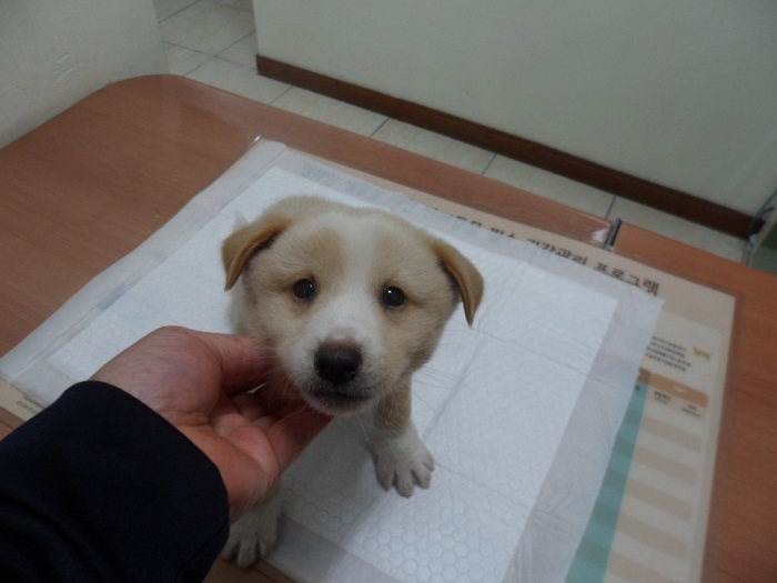 강현림동물병원_411320202300903