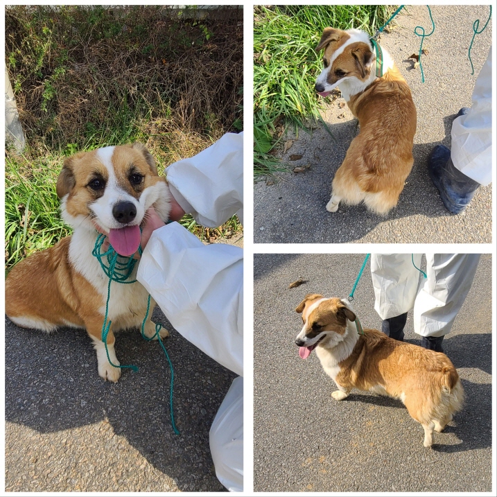 당진시동물보호소_444568202301194