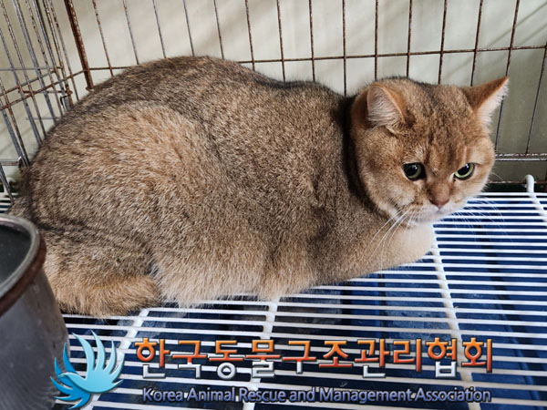 한국동물구조관리협회_411304202300812