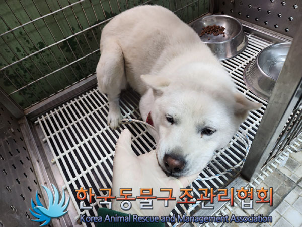 종료(안락사) 믹스…