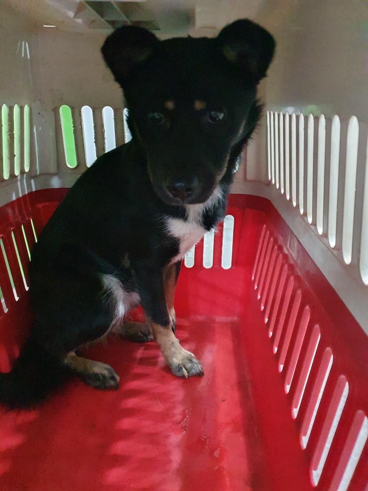 펫앤쉘터동물병원_441378202302139