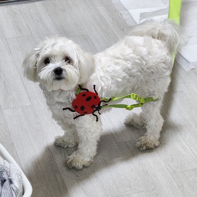 한빛동물병원_411303202300722