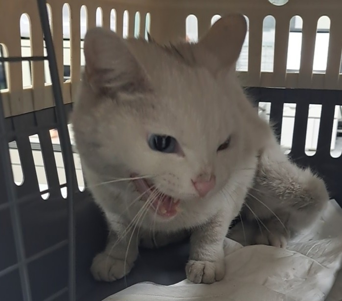 수원시 동물보호센터_441374202301485