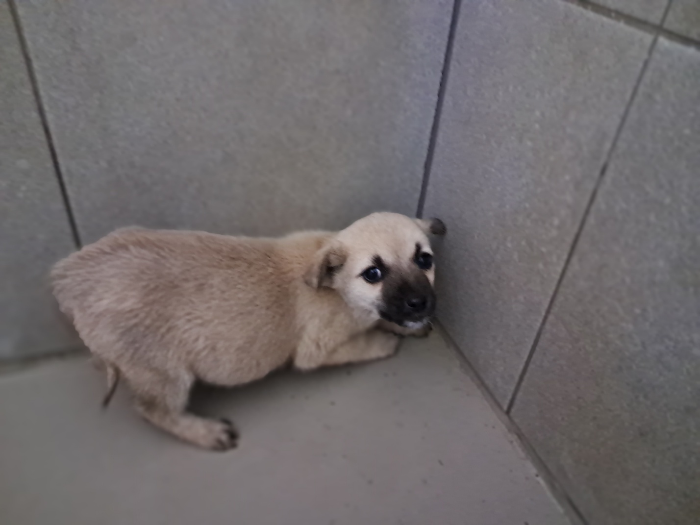 영양군유기동물보호소_447517202300105