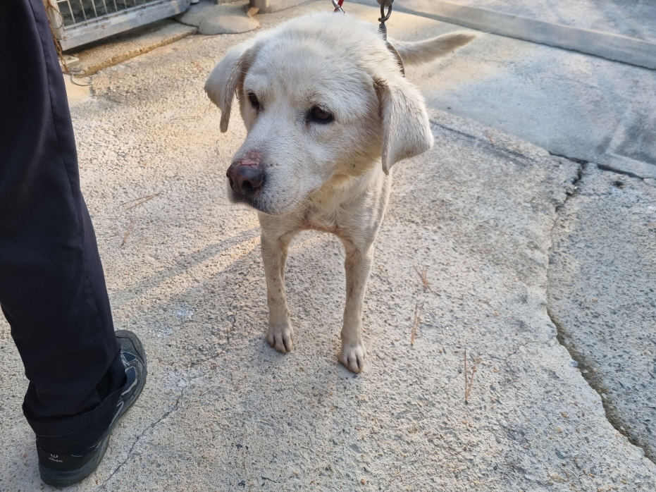 양산시 동물보호센터_448538202300766
