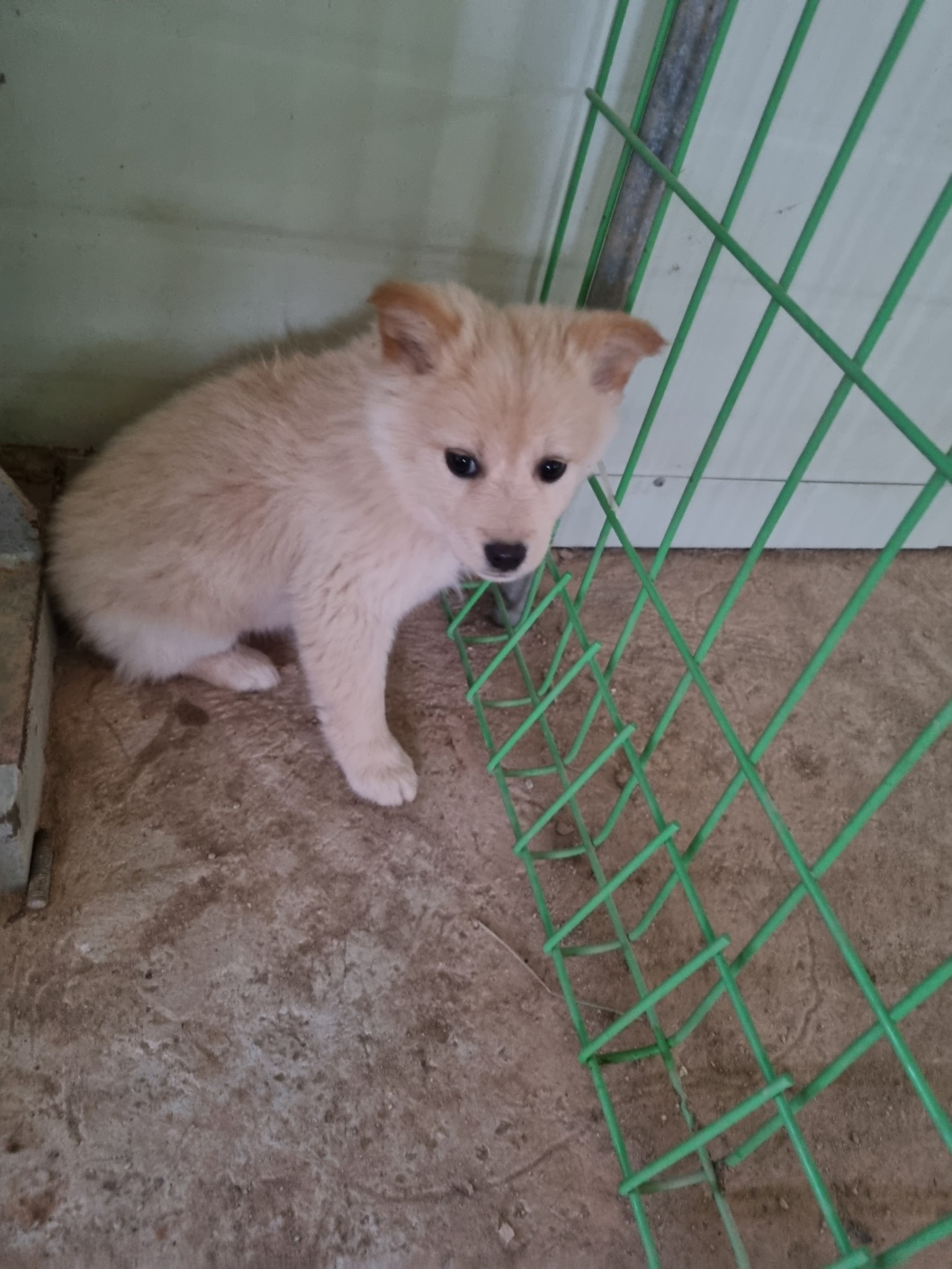 부안군 동물보호센터_445479202300997