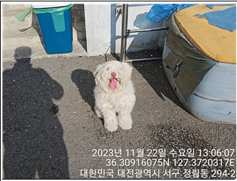 대전동물보호센터_430366202300728