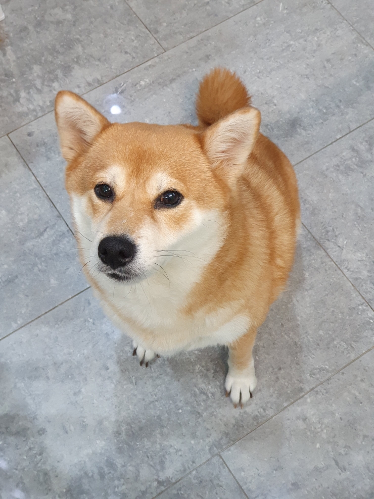 펫앤쉘터동물병원_441378202302146