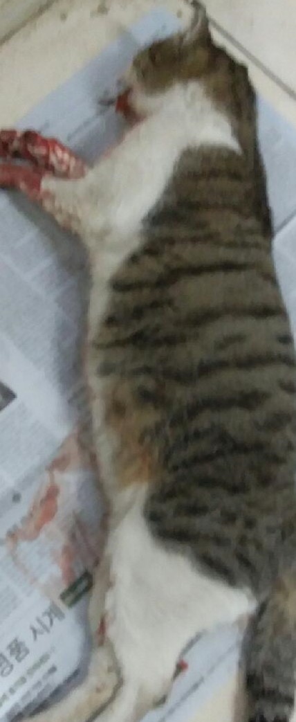 대구유기동물보호협회_427347202301073