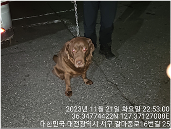 대전동물보호센터_430366202300731
