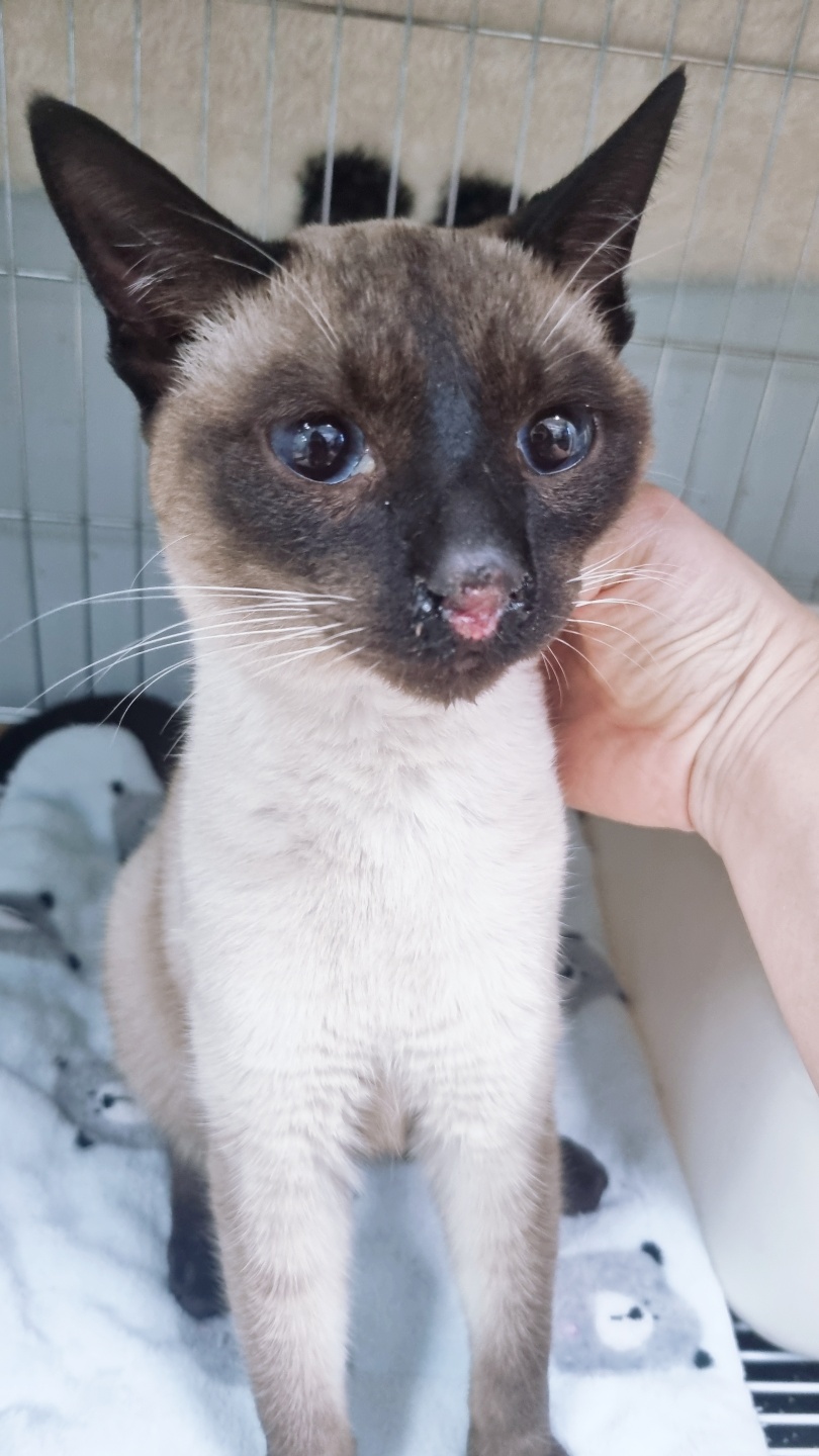 아산동물복지지원센터_444452202302107