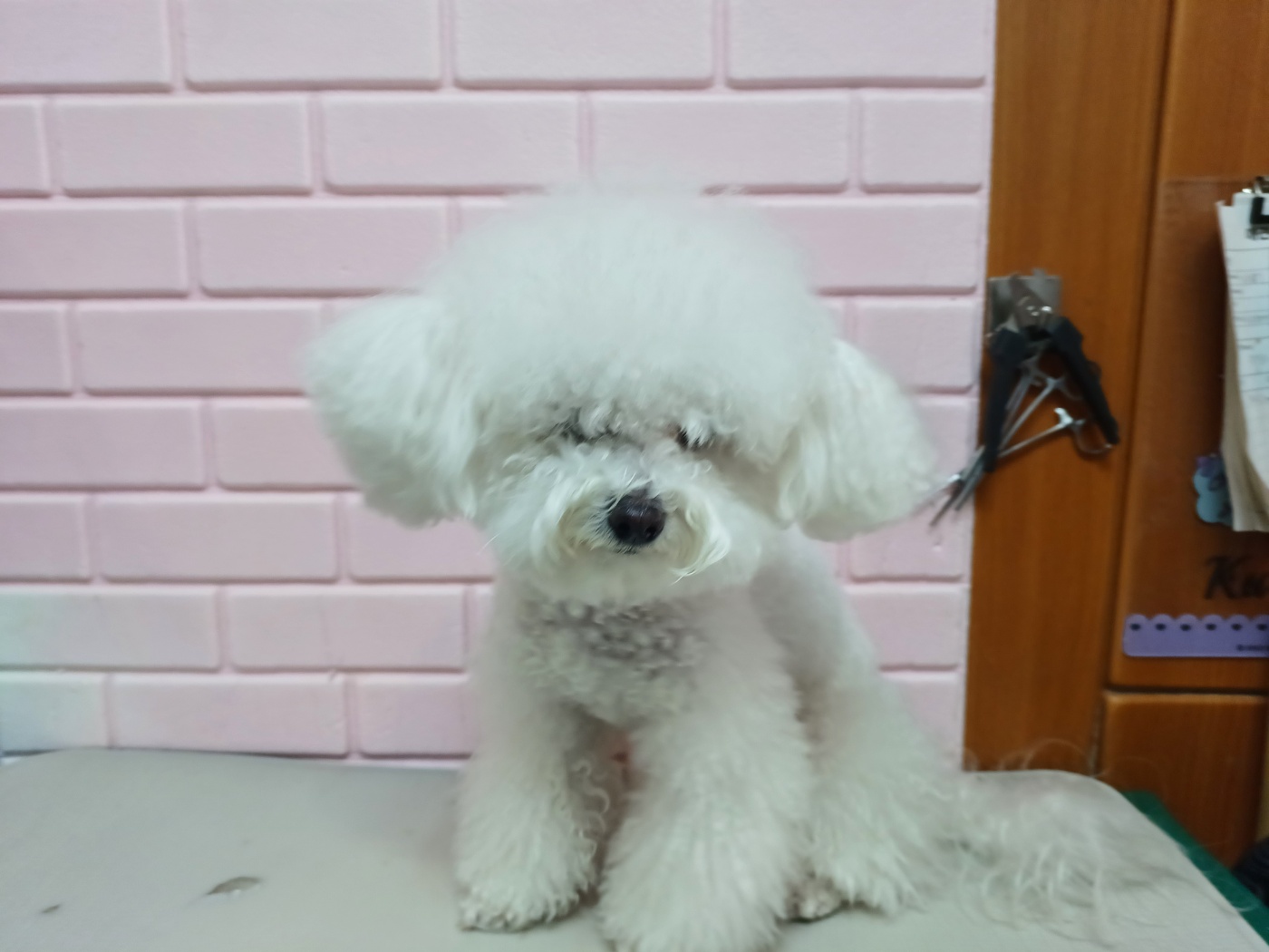 행복한동물병원_445464202303871