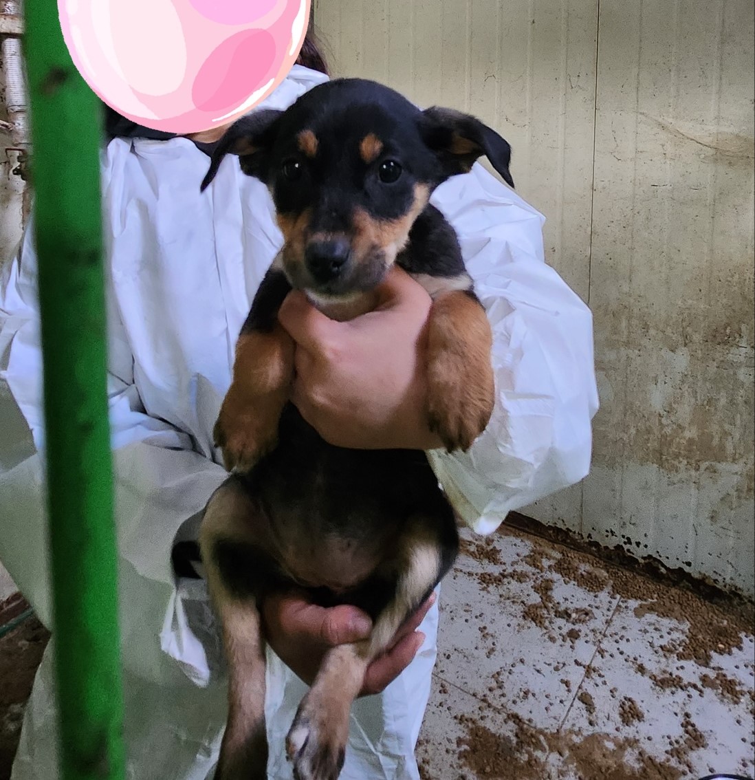 울산유기동물보호센터_431373202301350