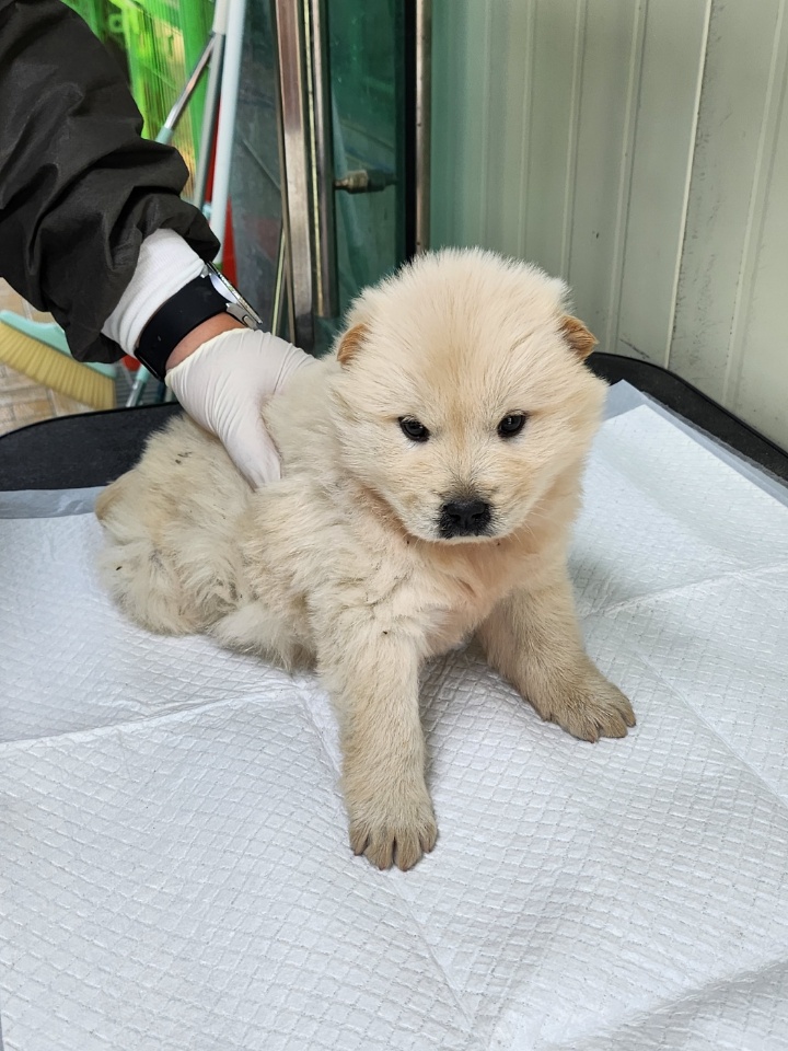 영주시 동물보호센터_447509202300271