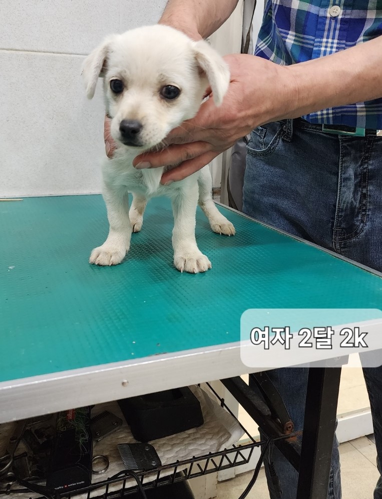 옥천동물병원_443443202300788
