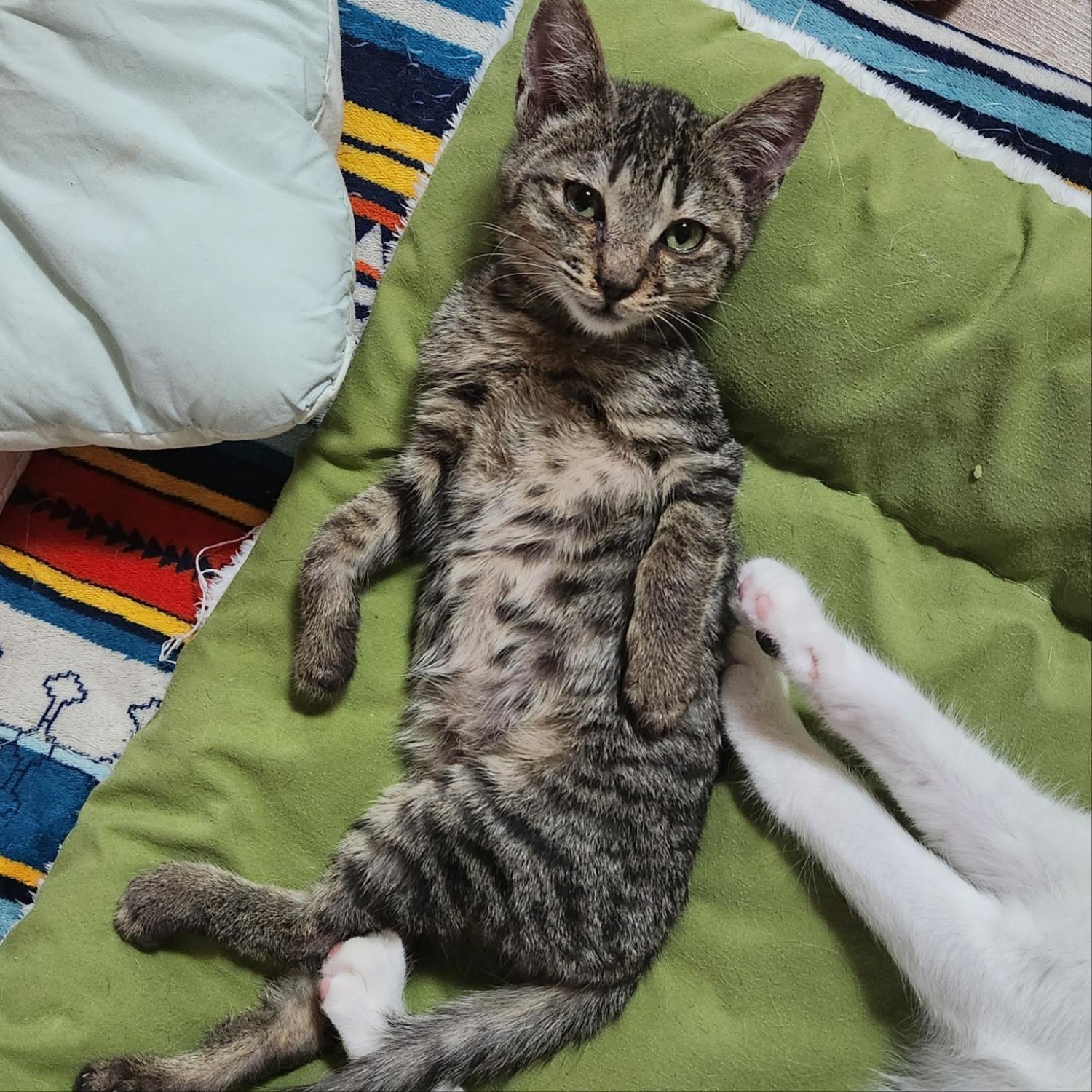 장성군동물보호센터_446498202300497