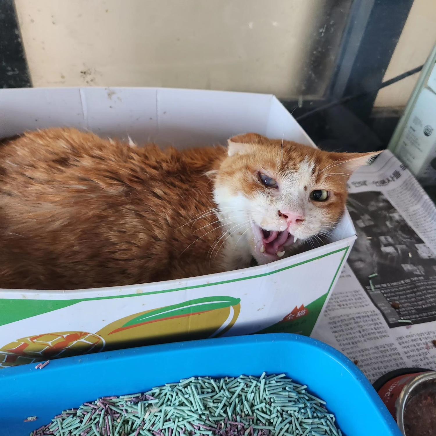 보호중 한국 고양이…