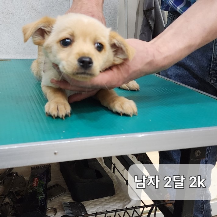 옥천동물병원_443443202300789