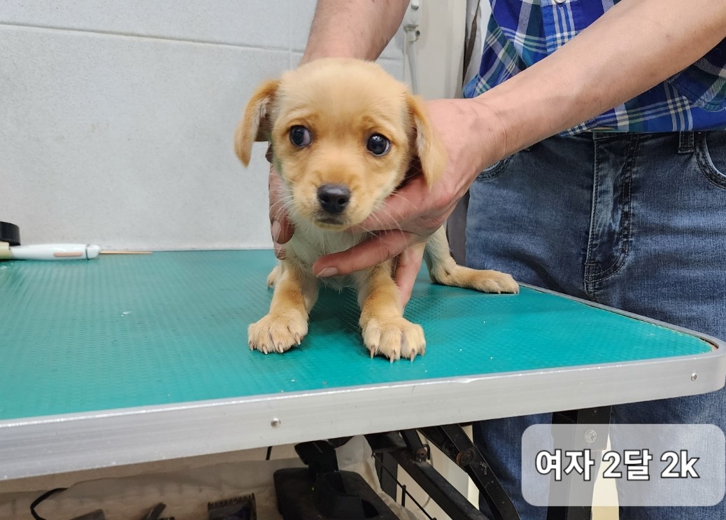 종료(안락사) 믹스…
