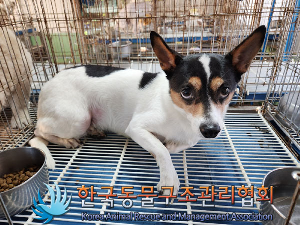 한국동물구조관리협회_441382202300954