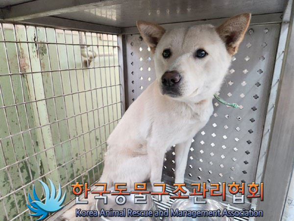 한국동물구조관리협회_441559202301245